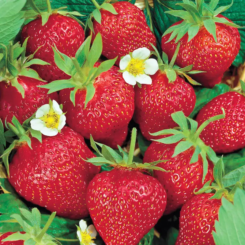chandler strawberry seeds Strawberry 'Chandler' Seeds