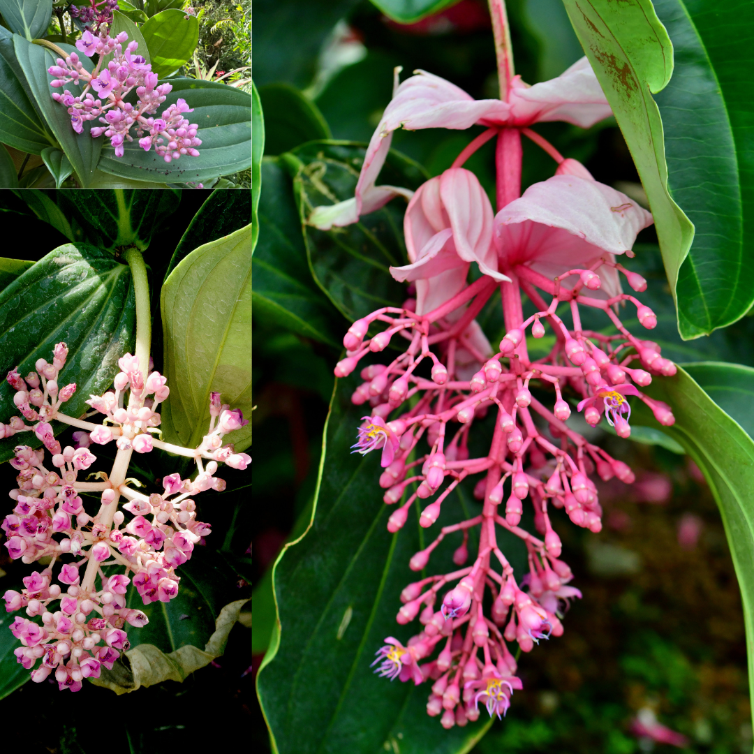 Pink Medinilla Plant – Garden Mithra