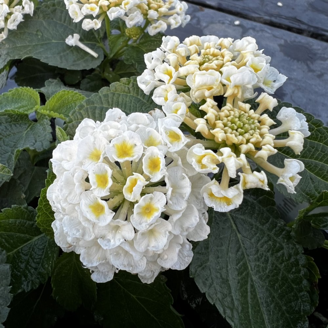 Lantana 'White' Seeds – Garden Mithra