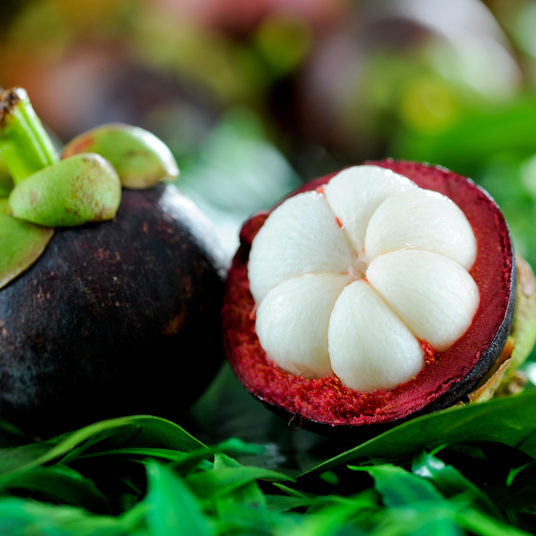 K100 Mangosteen Plant – Garden Mithra