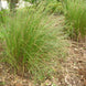 Vetiver Plant - Vetiveria zizanioides