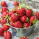 Strawberry 'Everbearing' Seeds