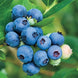 Blueberry 'Jubilee' Seeds