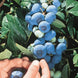 Blueberry 'Chandler' Seeds