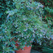 Blueberry 'Sunshine Blue' Seeds