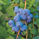 Blueberry 'Biloxi' Seeds