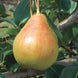 Pear 'Moonglow' Seeds