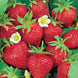 Strawberry 'Chandler' Seeds
