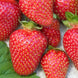 Strawberry 'Allstar' Seeds