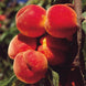 Peach 'Elberta' Seeds