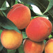 Peach 'Belle of Georgia' Seeds