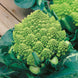 Cauliflower 'Romanesco Natalino' Seeds