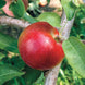 Apple 'Liberty' Seeds
