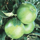 Apple 'Granny Smith' Seeds