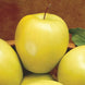 Apple 'Golden Delicious' Seeds