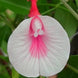 Pink White Single Petal Aparajita Seeds
