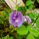Purple Single Petal Aparajita Seeds