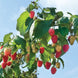 Raspberry 'Polka' Seeds