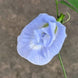 SkyBlue Single Petal Aparajita Seeds