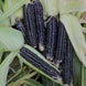 Corn 'Black' Seeds