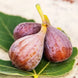 Fig 'Lola Martin' Seeds
