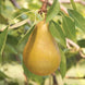 Pear 'Honeysweet' Seeds