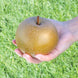 Pear 'Olympic Giant' Seeds