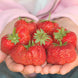 Strawberry 'Jewel' Seeds