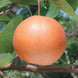 Pear 'Chojuro' Seeds