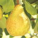 Pear 'Ambrosia' Seeds