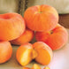 Peach 'Flat Wonderful' Seeds