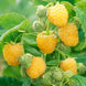 Raspberry 'Anne' Seeds