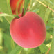 Peach 'TruGold' Seeds