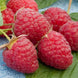 Raspberry 'Heritage' Seeds