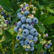 Blueberry 'Misty' Seeds