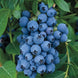Blueberry 'Jewel' Seeds