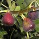 Fig 'Italian' Seeds