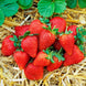 Strawberry 'Sweet Sensation' Seeds