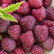 Raspberry 'Crimson Night' Seeds
