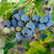 Blueberry 'Bluecrop' Seeds