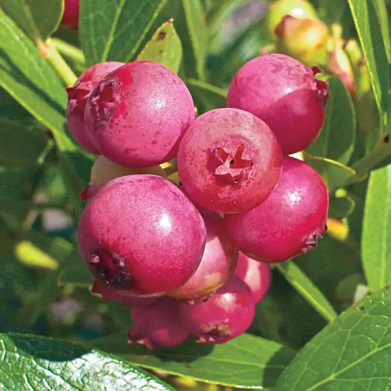 Fruit Seeds