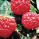 Raspberry 'Mammoth Red' Seeds