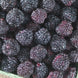 Raspberry 'Jewel' Seeds
