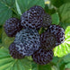 Raspberry 'Born Free' Seeds