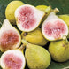 Fig 'Peter's Honey' Seeds