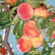 Peach 'Carolina Gold' Seeds