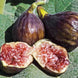 Fig 'Chicago' Seeds