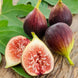 Fig 'Turkey Brown' Seeds