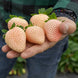 Strawberry 'Florida Pearl' Seeds