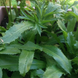 African Coriander Plant - Eryngium foetidum